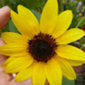 Meet your Posher, Cindy